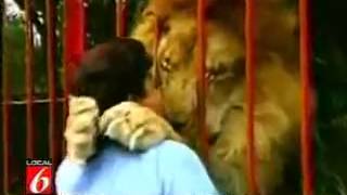 Lion healed - surprising reaction of the lion