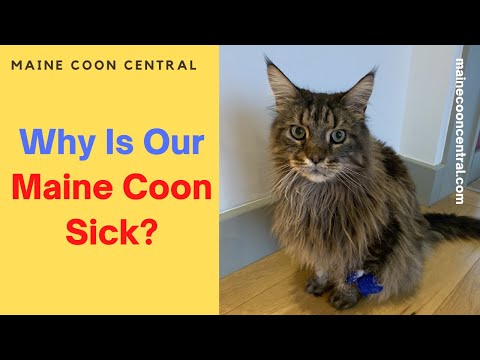 Vídeo: Maine Coon Cats: Problemas de saúde que os proprietários devem saber