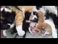 RESCUED PREGNANT FERAL. HER AMAZING JOURNEY THROUGH BIRTH AND WEANING HER KITTENS.