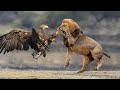 Fierce Battle - Lion And Eagle Fight In The Wild