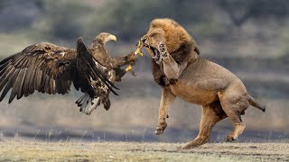 Fierce Battle - Lion And Eagle Fight In The Wild