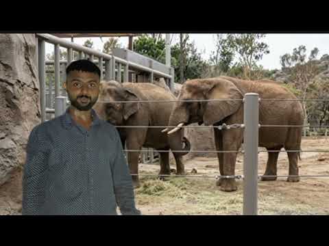 Me at the zoo Original video