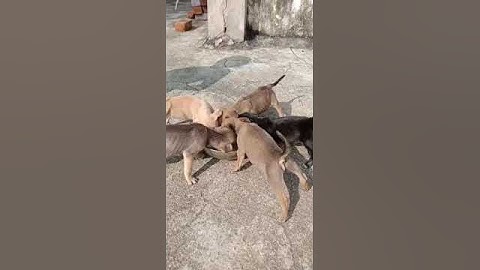 எங்க வீட்டு குட்டீஸ்