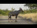 Some Antelope in Kruger National Park