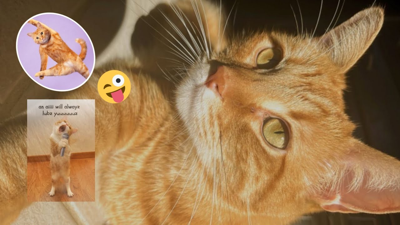 cat funny moments | cat lovers ..... - YouTube