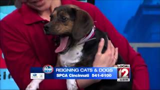 Adopt-A-Pet: February 7, 2015