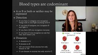 Bio Ch12 &15 #4 CoDominance, Incomplete dominance and ABO blood types