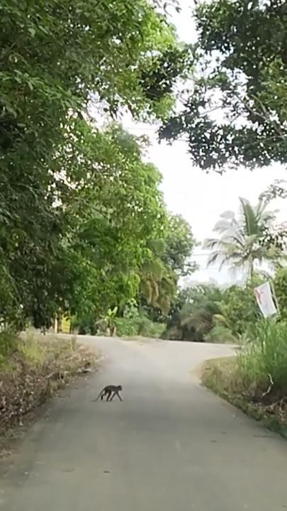 Monyet Menunggu di Jalan