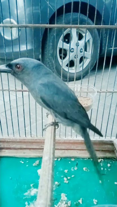 SRIGUNTING ABU2 GACOR DOR ATAS BAWAH SIANG MALAM