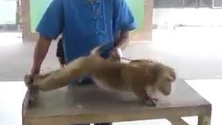 Very funny videos
