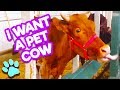 I Want A Pet Cow | #thatpetlife