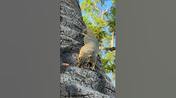 Chester the squirrel climbs down the tree for another treat ￼