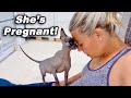 My Pregnant CAT Keeps CRYING!