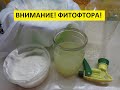 ФИТОФТОРА. ЧАСТЬ 7. ОБРАБОТКА ТОМАТОВ СЫВОРОТКОЙ. Ольга Чернова.