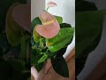 цветочки, розыгрыш картины https://t.me/redfoxart1