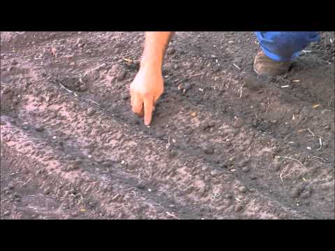 Video: What Is A Furrow – Furrow Method of Planting Gardens