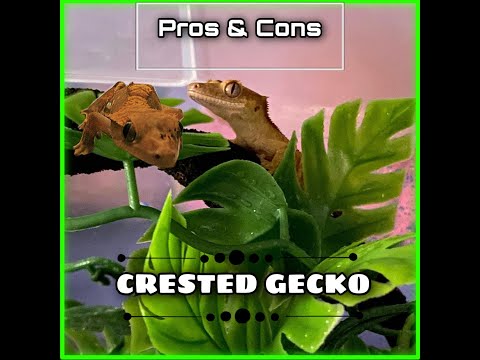 Crested Gecko: Pros