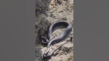 Mongoose vs Snake: Who Wins the Ultimate Jungle Battle #elephant #wonderfulworldofnature