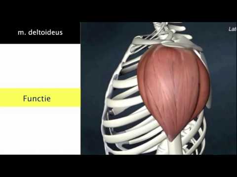 Video: Schouderspieren: Anatomie, Functie En Meer