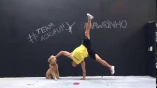 Team Acro dog