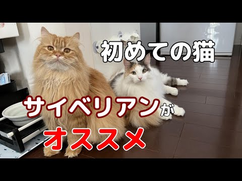 サイベリアンと暮らしている飼い主がサイベリアンの魅力を紹介します