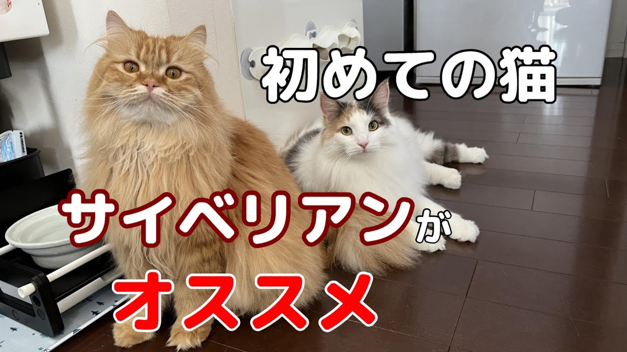 サイベリアンと暮らしている飼い主がサイベリアンの魅力を紹介します