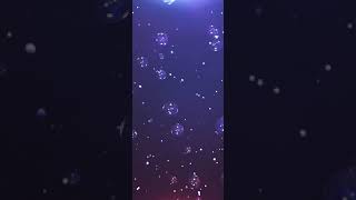 iPhone & Android Live Wallpaper ~ BUBBLES ~ iOS Cell Apple ~ Vertical HD FREE Motion Backgrounds