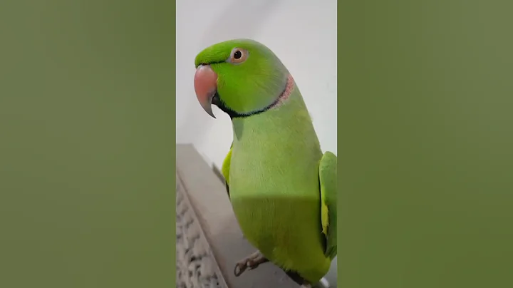 Cruiser the very talented Ringneck CC #talkingparot #parrotlover #parrot #youtubeshorts #viralvideo