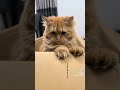 Gatinho Esperto