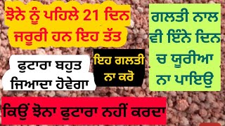 ਝੋਨੇ ਵਿੱਚ ਭਰਪੂਰ ਫੁਟਾਰੇ ਲਈ ਪਹਿਲੇ 21 ਦਿਨ ਬਹੁਤ ਜਰੂਰੀ ਹਨ ਇਹ ਖਾਦਾਂ, ਨਾਜੁਕ ਸਟੇਜ Paddy bumper tillering