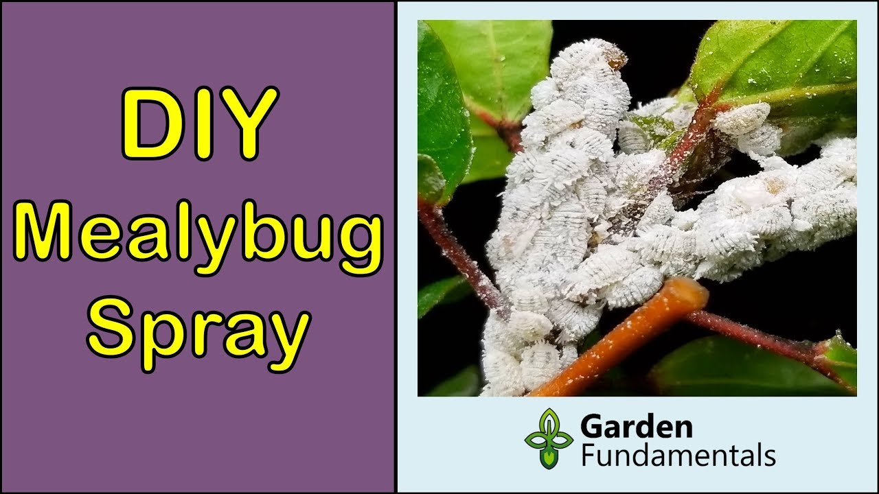 How To Get Rid Of Mealybug On Houseplants