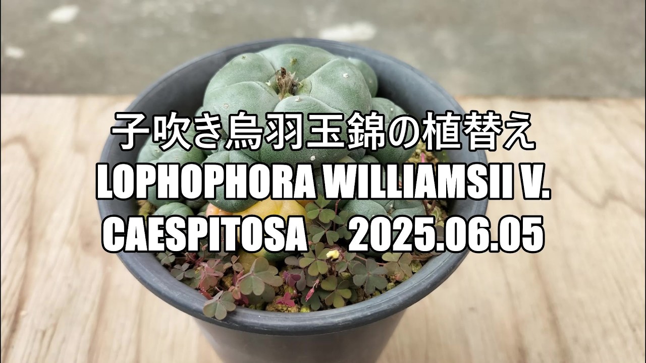 子吹き烏羽玉錦の植替え Lophophora williamsii v caespitosa 2025 06