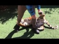 How to carry a tiger on Your back !