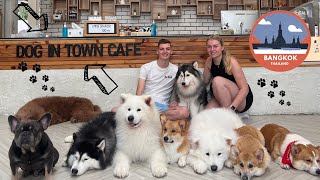 Dog in Town Cafe and Market BANGKOK VLOG