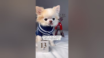 Chihuahua Cedric Opens Advent Calendar | Day 13 #shorts
