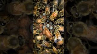 Queen Bee Secrets 🐝 How One Bee Controls 50,000 | Biosota