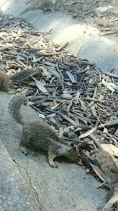 #squirrels #likeandsubscribe
