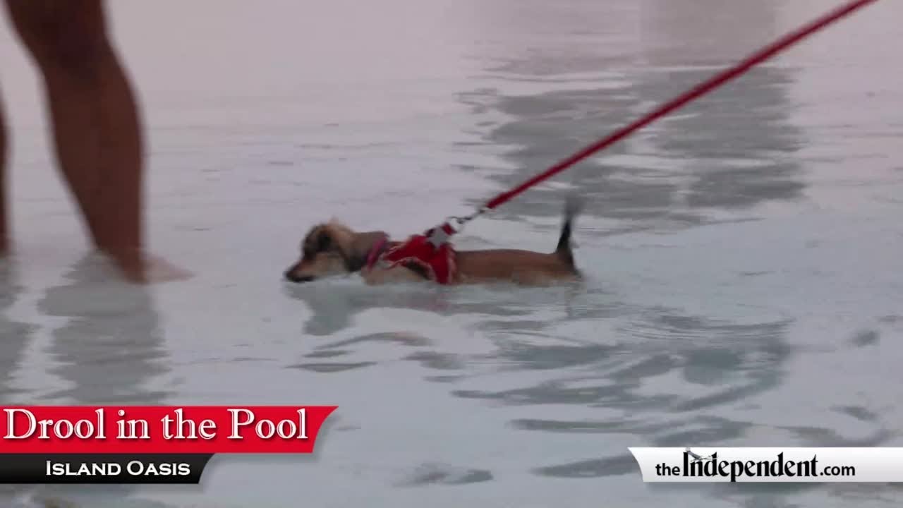 Drool in the Pool - YouTube