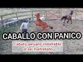 CABALLO PERUANO EN DOMA QUE SE VOLEA Y LO ABANDONAN POR SER PELIGROSO