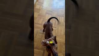 Unlocking the secrets of Mini Dachshund boxer training #tiktok #dachshund #shorts #minikelly