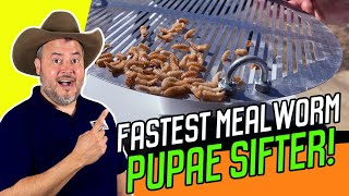 MEALWORM FARMING FOR BEGINNERS - FASTEST Mealworm Pupae Sifter!