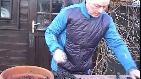 Comment faire des boutures de seringat ?