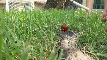 Kid Vaporizes Tomato In Super Slow Motion (Google Pixel 240fps)