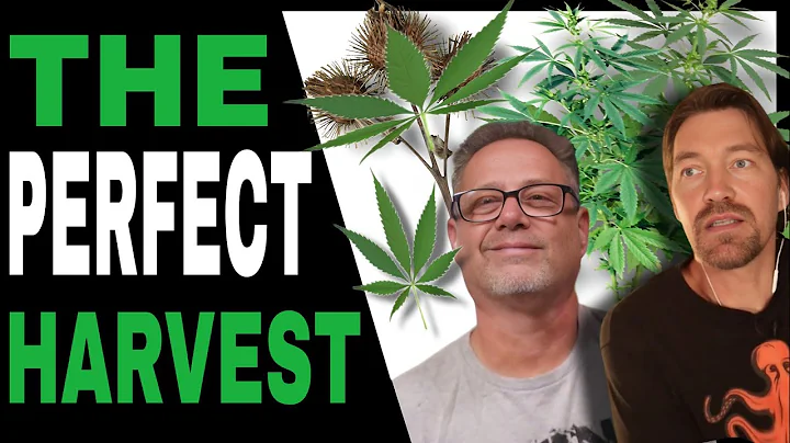 Dry & Cure Your Cannabis Like This to Perfect Your Harvest