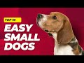 Top 10 Easy Small Dog Breeds Simple as ABC - TopTenz