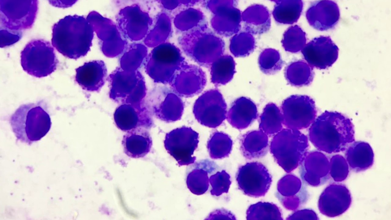 What Does A Mast Cell Tumor Look Like On A Cat
