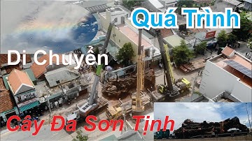 Di Chuyển Cây Đa Hàng Trăm Năm Tuổi Về Núi Thiên Bút