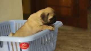 Pug eating a bone