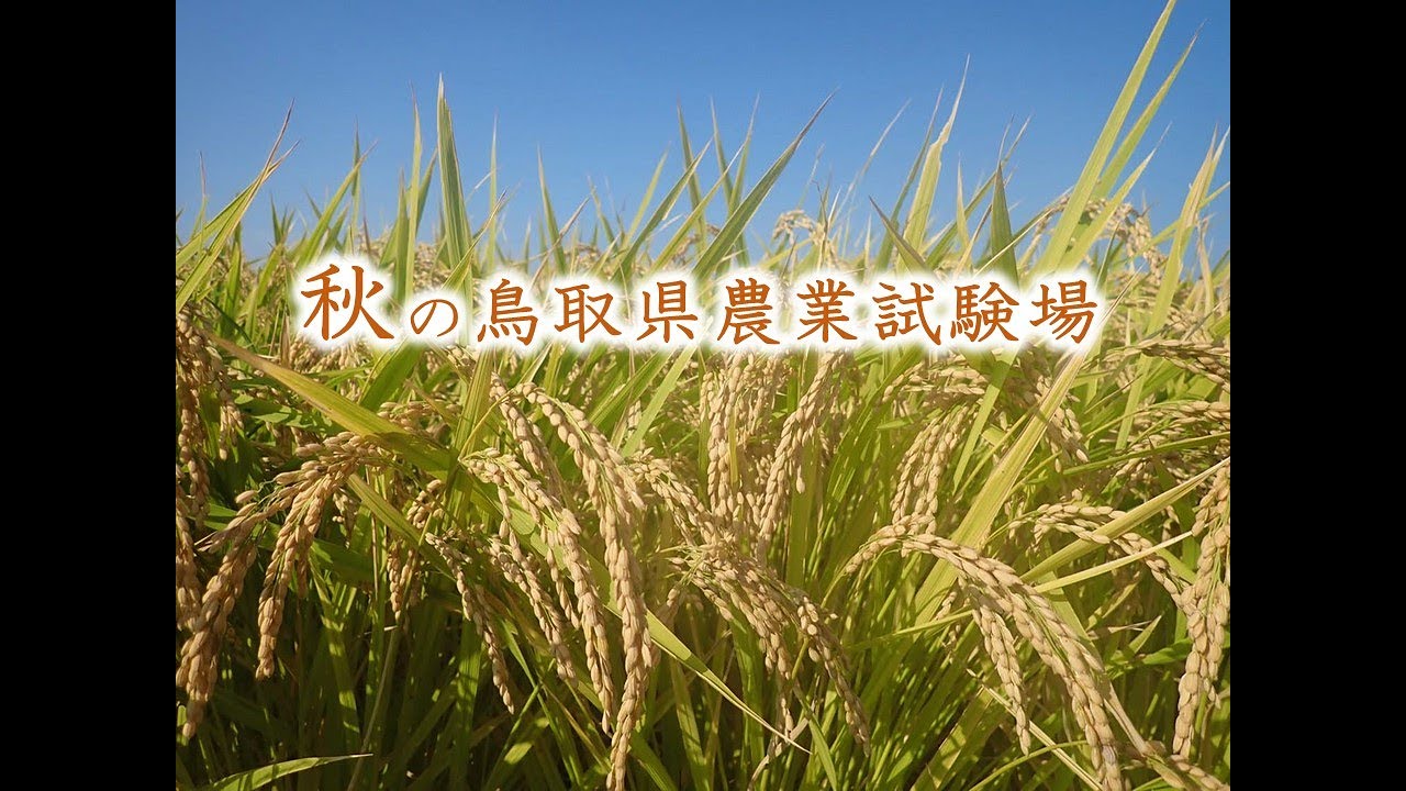 農業試験場 とりネット 鳥取県公式サイト