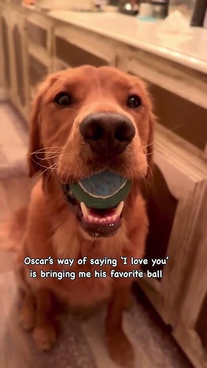 his-love-language-dogs-doglove-dogmom-goldenretriever-love-youtube